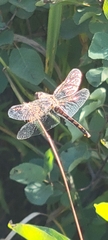 Sympetrum danae
