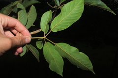 Handroanthus obscurus