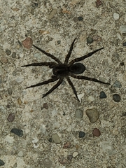 Tigrosa helluo