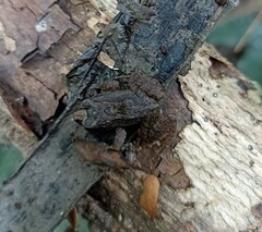 Anura