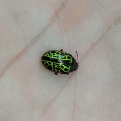 Calligrapha pantherina