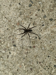 Tigrosa helluo