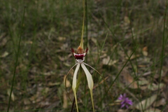 Caladenia × cala