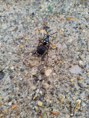 Dolichovespula maculata