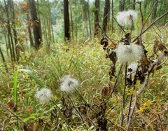 Clematis alpina sibirica
