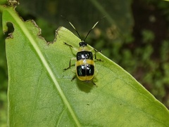 Diabroticina