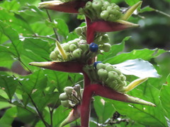 Heliconia spissa