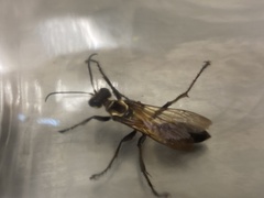 Sphex habenus