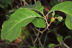 Zapatella quercusphellos