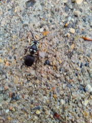 Dolichovespula maculata