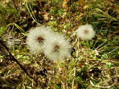 Clematis alpina sibirica