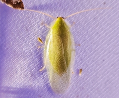 Panchlora