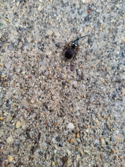 Dolichovespula maculata