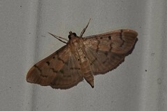 Herpetogramma bipunctalis