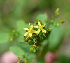 Hypericum punctatum