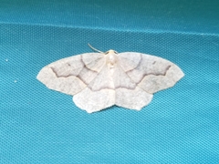 Lambdina fiscellaria