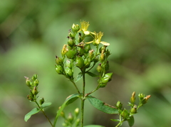 Hypericum punctatum