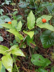 Prosartes trachycarpa