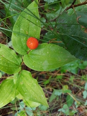 Prosartes trachycarpa