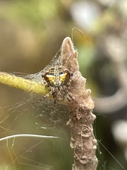 Araneus albotriangulus