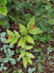 Prosartes trachycarpa