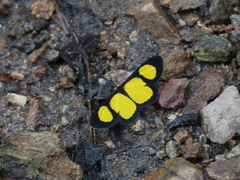 Cyllopoda jatropharia