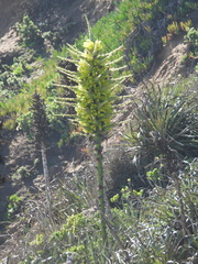 Puya chilensis