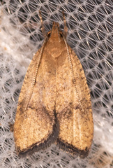 Psilocorsis quercicella