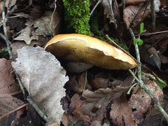Boletus edulis