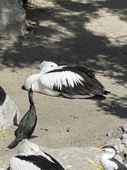Pelecanus conspicillatus