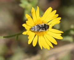 Acmaeodera macra