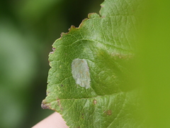 Callisto denticulella