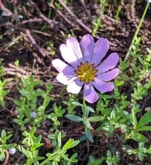 Sabatia kennedyana