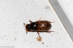 Aphodiinae