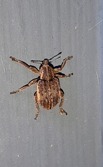 Brachypera zoilus