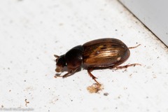Aphodiinae