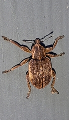 Brachypera zoilus