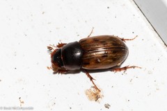 Aphodiinae