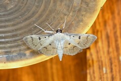 Herpetogramma bipunctalis