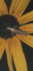 Homoeosoma electella
