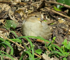 Passer domesticus domesticus