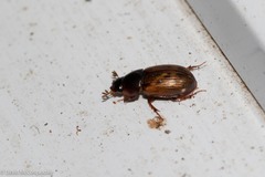 Aphodiinae
