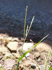 Digitaria ischaemum