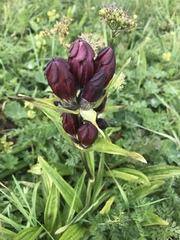 Gentiana purpurea