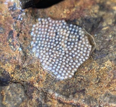 Trichoptera