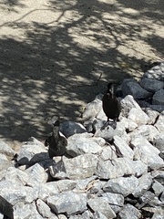 Phalacrocorax sulcirostris