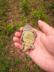 Phrynosoma orbiculare
