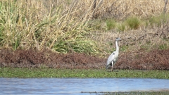 Ardea cocoi