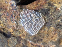 Trichoptera