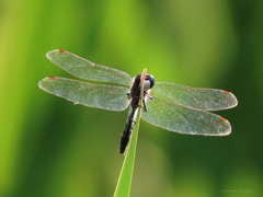 Leucorrhinia frigida